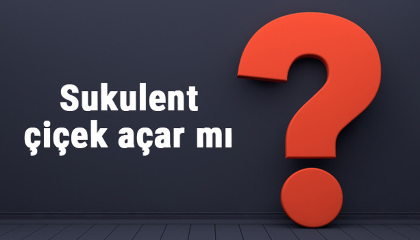Sukulent çiçek açar mı ya da neden açmaz