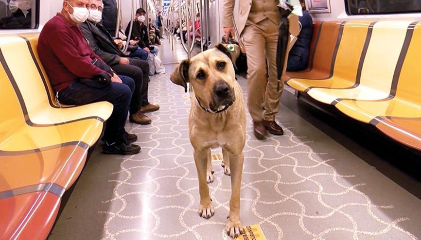 ‘Boji’ sahiplenildi