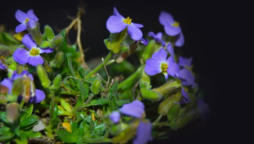 Yedigöller Milli Parkı’nda yeni bitki türü keşfedildi Dünyada ilk kez... Yedigöller Milli Parkı’nda yeni bitki türü keşfedildi Dünyada ilk kez...