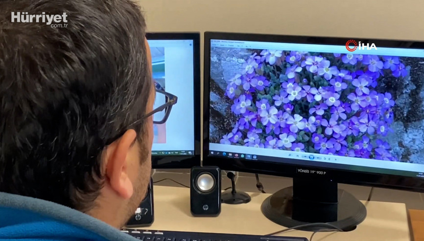 Yeni bir endemik bitki türü keşfedildi Yeni bir endemik bitki türü keşfedildi