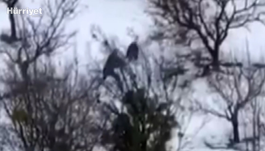 Antalya’da domuz avına giden avcı, domuzun saldırısına uğradı