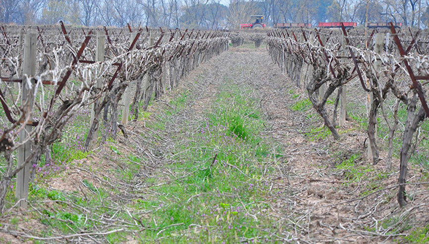 Meteorolojiden Egede 5 şehir için zirai don uyarısı
