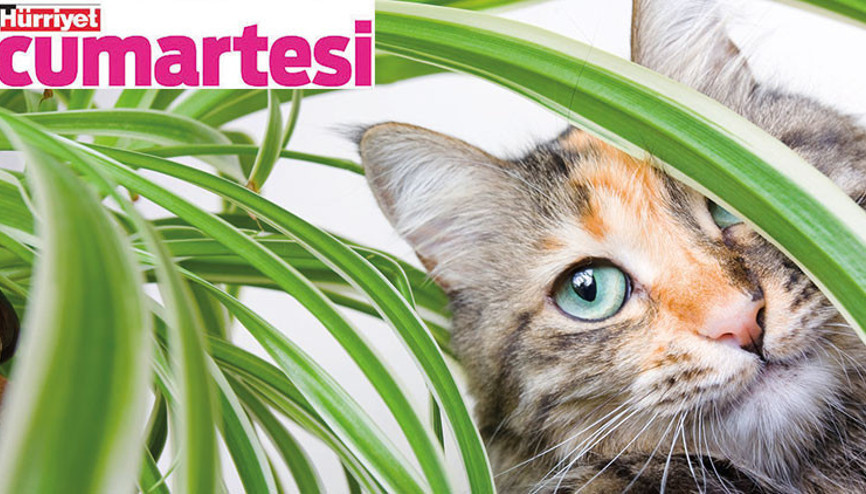 Bu türleri evcil hayvanlarınızdan uzak tutun