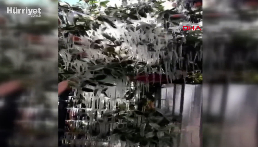 Antalyada portakal ağaçları buz tuttu