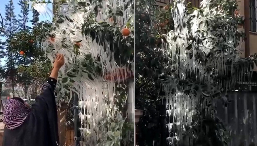 Antalyada portakal ve limon ağaçları buz tuttu