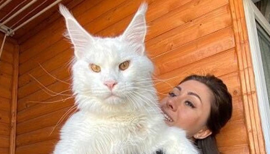 Dev kedi görenleri hayrete düşürdü