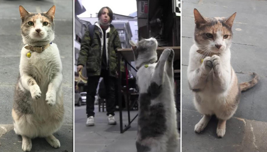 Sosyal medyada fenomen olan kedi Yiyecek istemek için yaptığı hareketlerle büyük ilgi görüyor