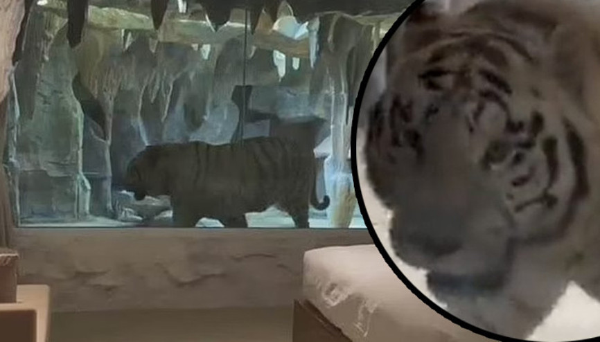Akılalmaz uygulama... Kaplan temalı oda tepki çekti