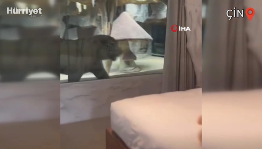 Çin’de kaplan temalı otel tartışmalara neden oldu