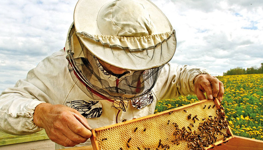 Piyasadaki balın yüzde 70’i tağşişli