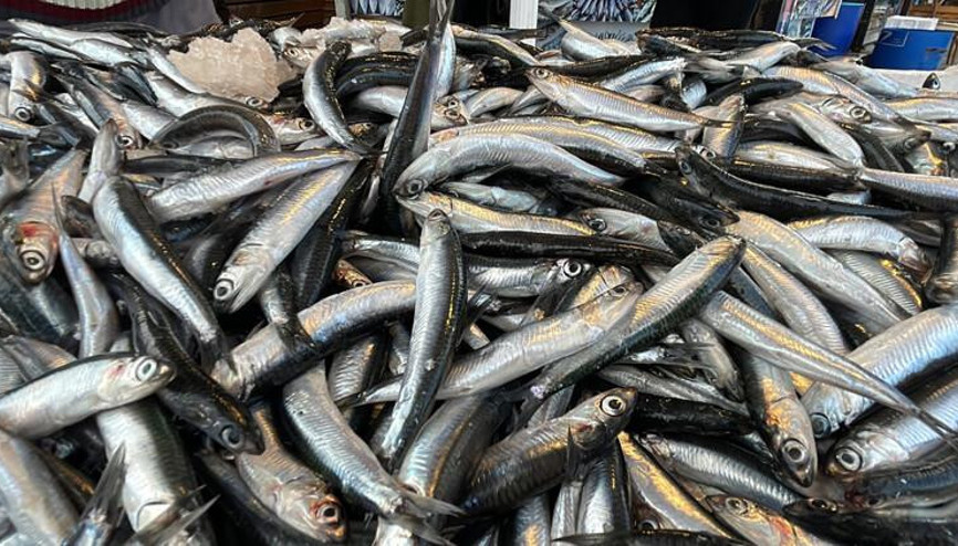 Hamsi 2 ay sonra tezgahlarda yerini aldı