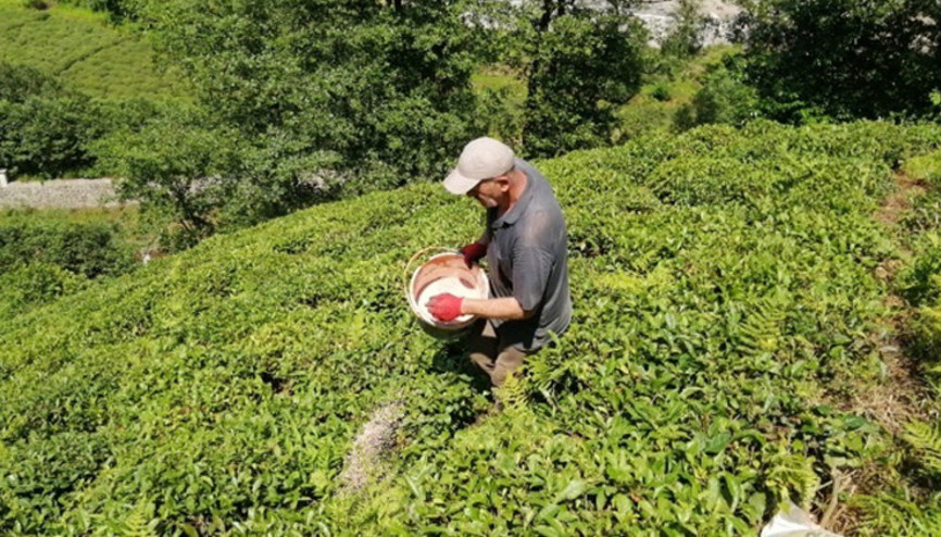 ÇAYKURdan yaş çay alım fiyatıyla ilgili açıklama