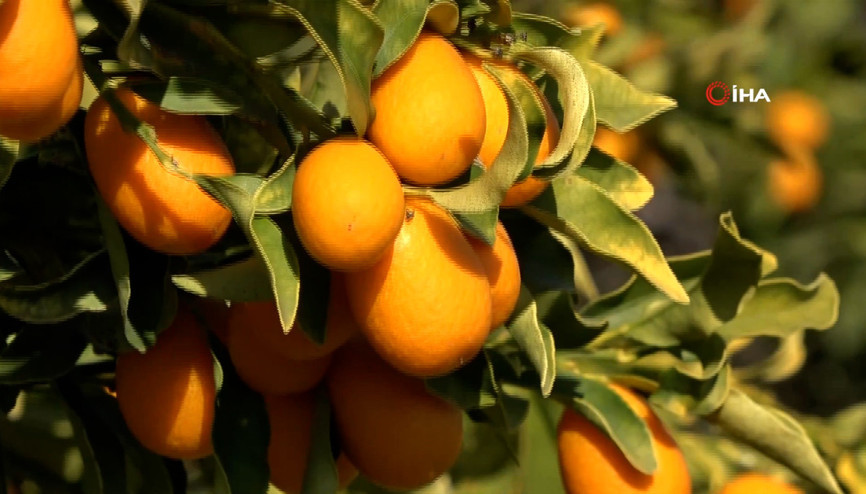 Kabuklu tüketilen Kamkat meyvesi tam bir vitamin deposu