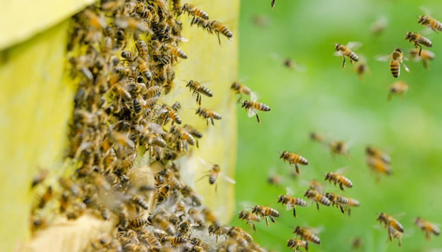 Sanal gerçeklik ile arıcılık eğitimi