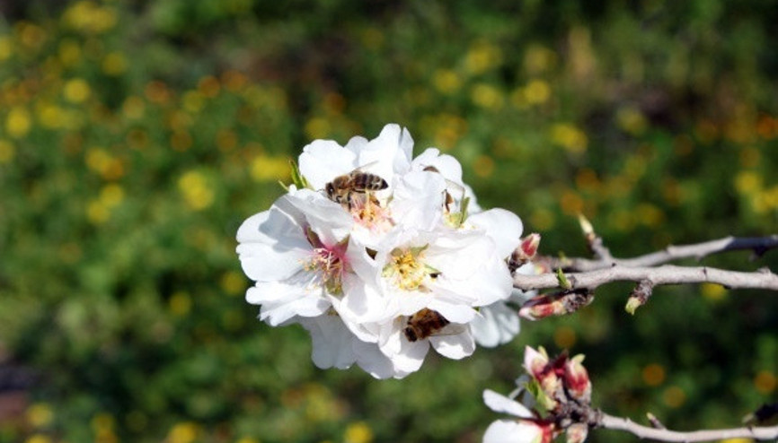2022 cemre düşme tarihleri: Bu yıl ilk cemre ne zaman düşecek 2022 cemre düşme tarihleri: Bu yıl ilk cemre ne zaman düşecek