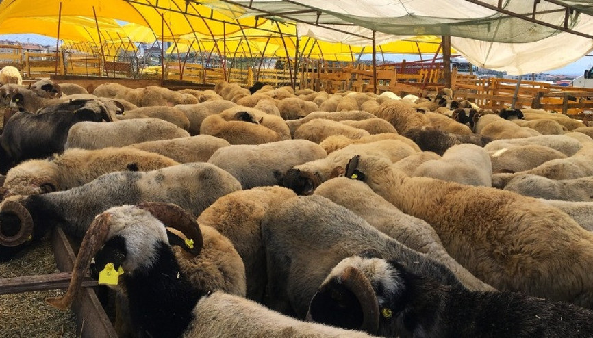 Kurban Bayramı tarihi 2022: Kurban Bayramı ne zaman, hangi güne denk geliyor