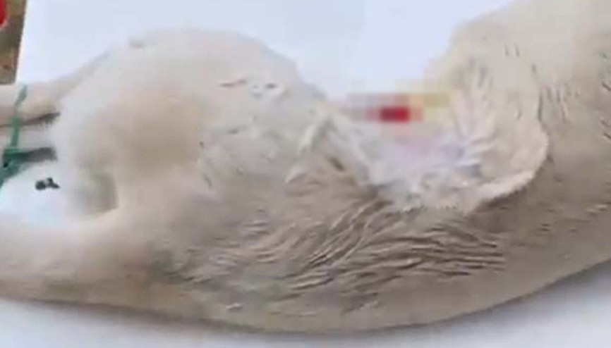 Köpeğe anestezisiz kısırlaştırma operasyonu iddiası Soruşturma başlatıldı