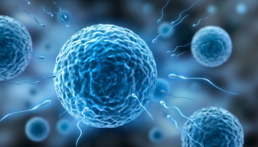 Erkeklerde infertilite ve sperm DNA hasarı Erkeklerde infertilite ve sperm DNA hasarı