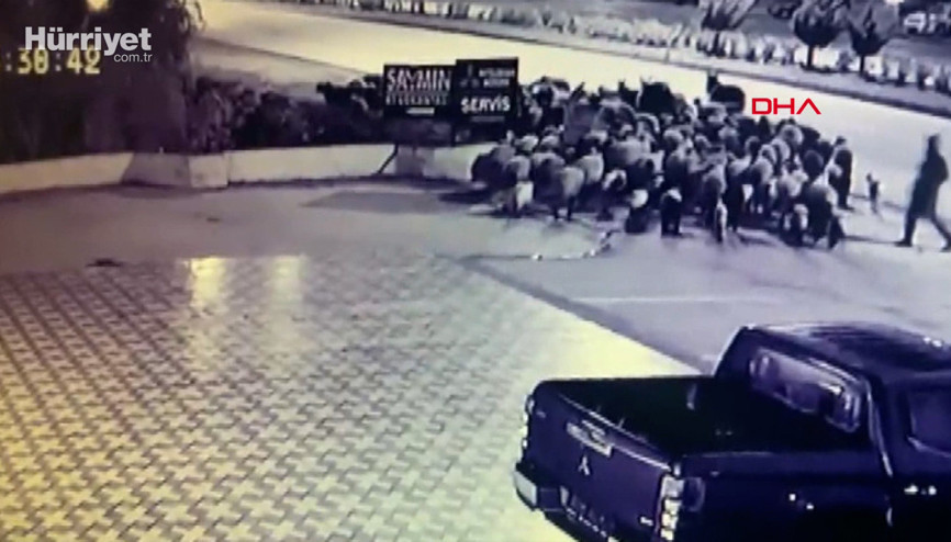 Cip sürüye daldı; 58 koyun öldü