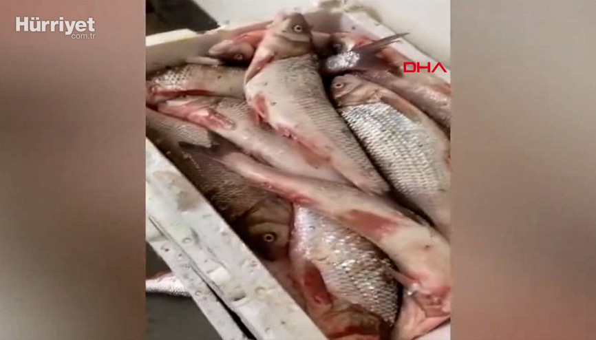 Terkos Gölünde kaçak avlanan 400 kg akbalığa el konuldu