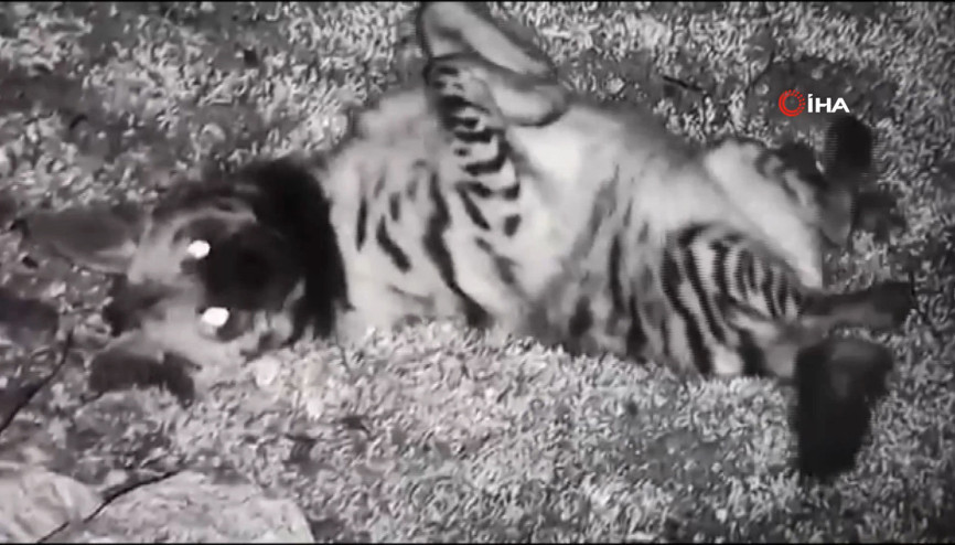 Hatayda çizgili sırtlan fotokapanla böyle görüntülendi