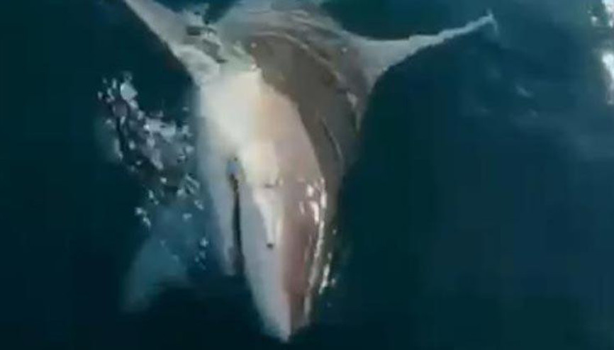 Antalyada balıkçıların korku dolu anları... Oltaya köpekbalığı takıldı