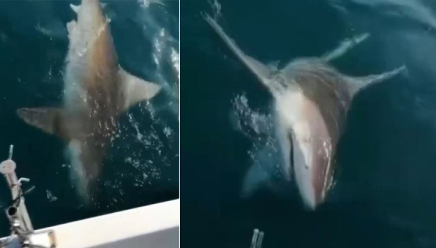 Antalyada balıkçıların köpek balığı şaşkınlığı Bu ne ya