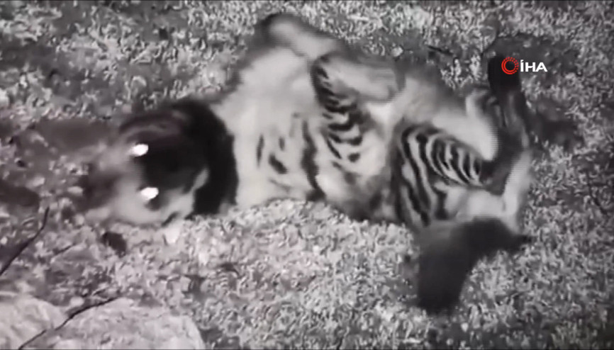 Çizgili sırtlan fotokapanla görüntülendi