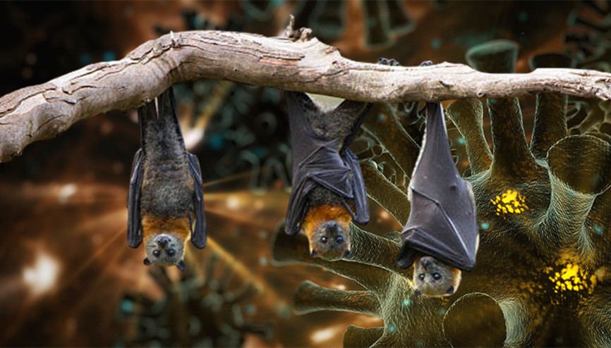 Son dakika... Yarasalarda 3 yeni koronavirüs bulundu Son dakika... Yarasalarda 3 yeni koronavirüs bulundu