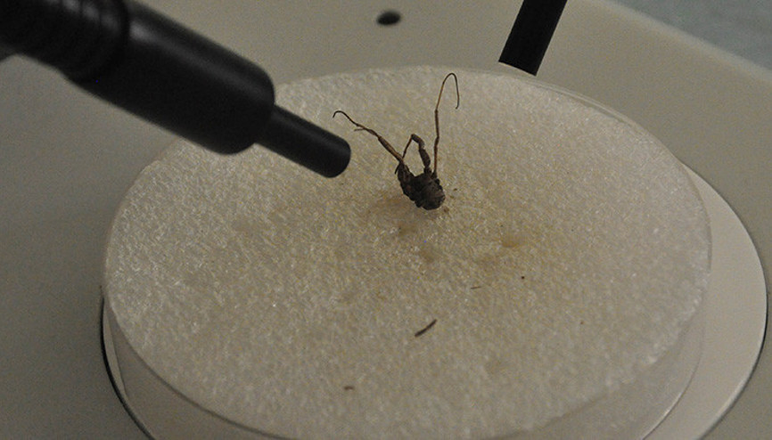 Konyada yeni otbiçen türü keşfettiler: Dünyada ilk kez...