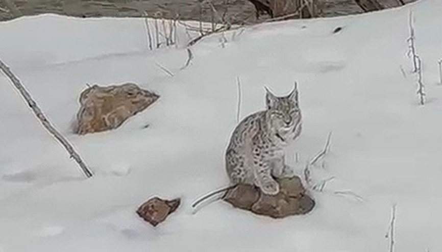 Bingölde vaşak görüldü Kaymakamdan zarar vermeyin uyarısı
