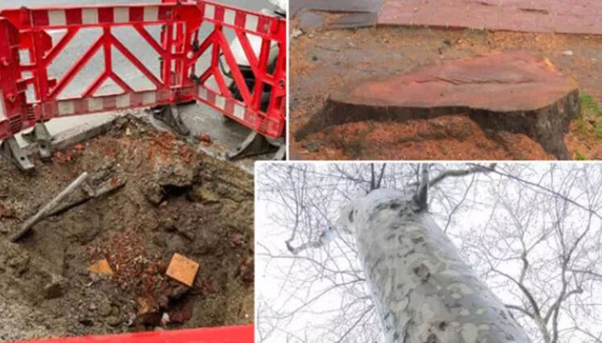 Çırağan Caddesinde kesilen 112 ağaç için İBB’ye ceza verildi