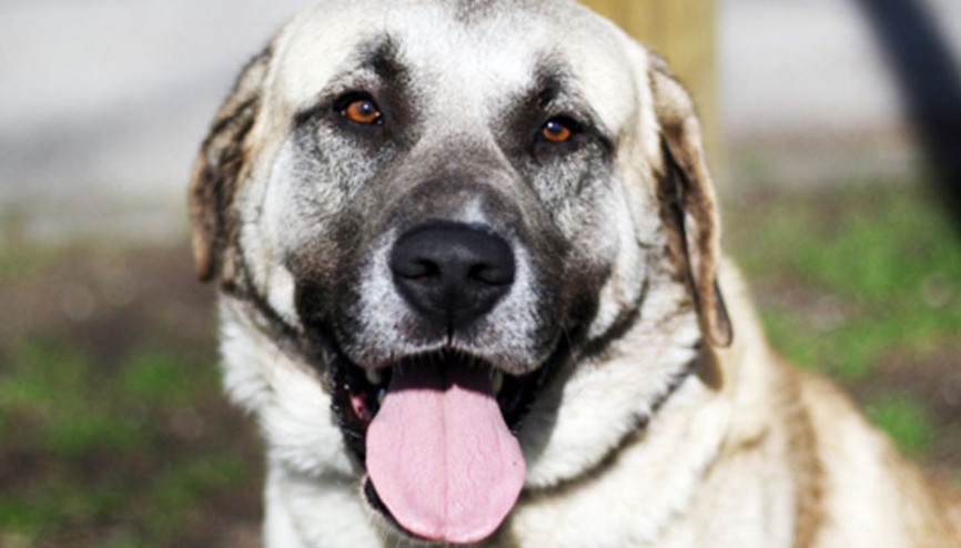 Köyden Kangal getirip, büyüdüğünde barınağa bırakıyorlar