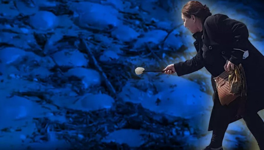 Yüzlerce denizanası kıyıya vurdu, profesör uyardı: “Yakınına yaklaşmayın ve dokunmayın”