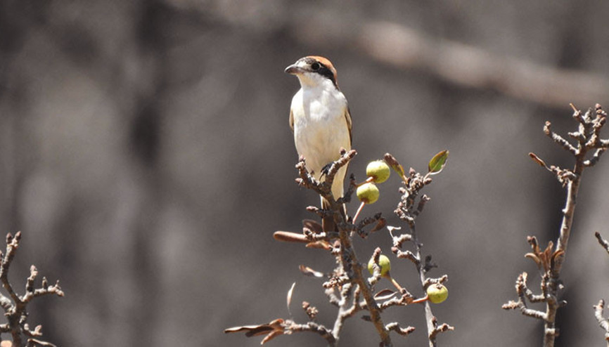 WWF Türkiye uyardı Ormanları yanmadan koruyalım