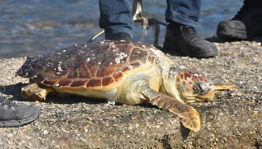 Bodrum sahilinde ölü caretta caretta bulundu