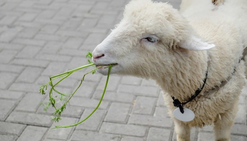 Mavi dil hastalığı nedir, nasıl bulaşır Hayvanlarda mavi dil hastalığı belirtileri