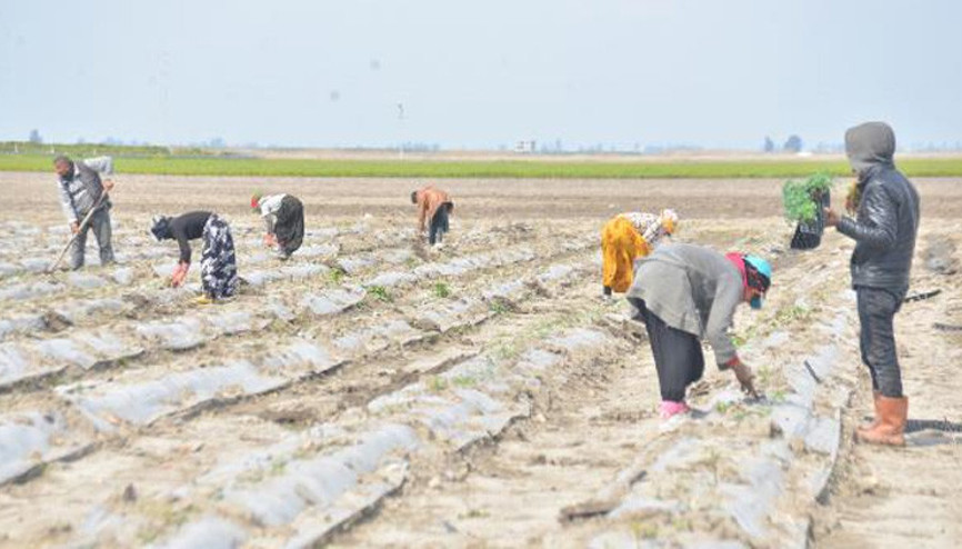 Çukurova’yı don ikinci kez vurdu