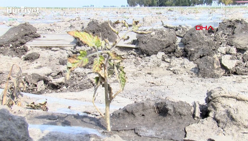 Çukurovayı don ikinci kez vurdu; ekili alanlar zarar gördü