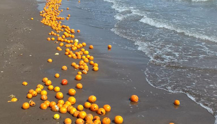 Mersinde dereye atıldığı iddia edilen portakallar sahile vurdu