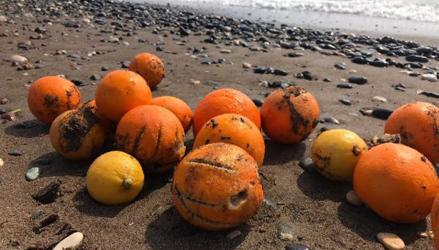 Dereye atıldığı öne sürülen portakallar sahile vurdu