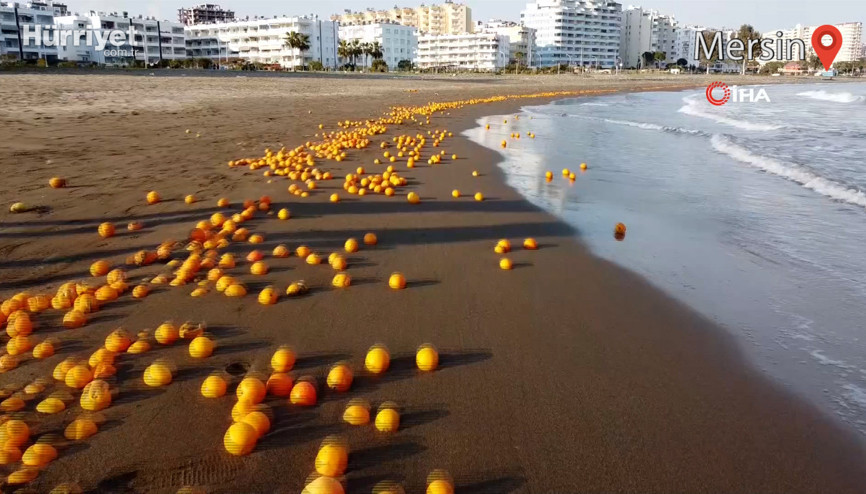 Sahilin büyük bir bölümünü portakallar kapladı