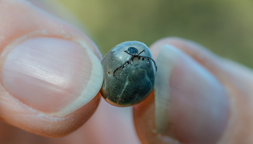 Korona bitmeden yeni tehdit: İngiltere’de Ebola benzeri ölümcül virüse rastlandı Korona bitmeden yeni tehdit: İngiltere’de Ebola benzeri ölümcül virüse rastlandı