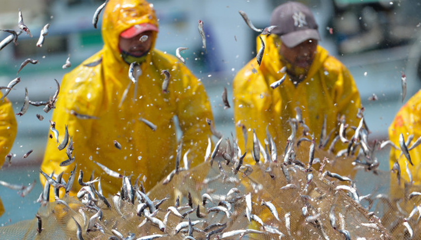 Bakanlık duyurdu: İkinci bir duyuruya kadar Karadeniz kıyısında balık avı yasaklandı
