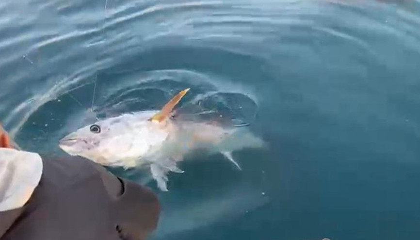 Oltanın ucunda 100 kglık orkinosu görünce: Abi, efsane