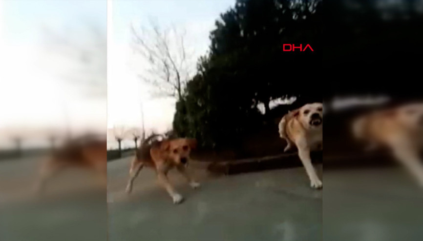 Kampüste köpek saldırısına uğradı Kampüste köpek saldırısına uğradı