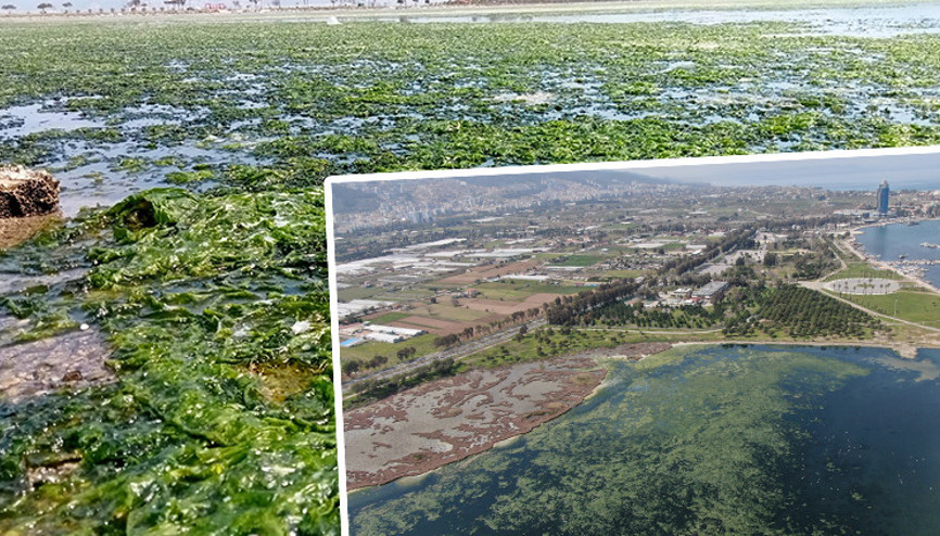İzmirde şaşırtan görüntü Sahil yeşile büründü İzmirde şaşırtan görüntü Sahil yeşile büründü