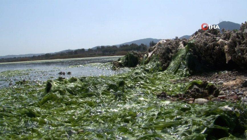 İzmirde deniz marulu kabusu geri döndü İzmirde deniz marulu kabusu geri döndü