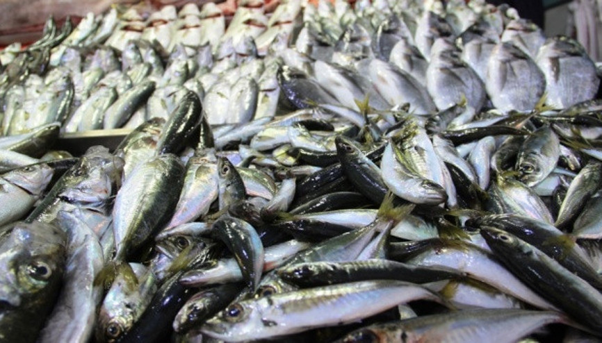 İç sularda av yasağı başlıyor