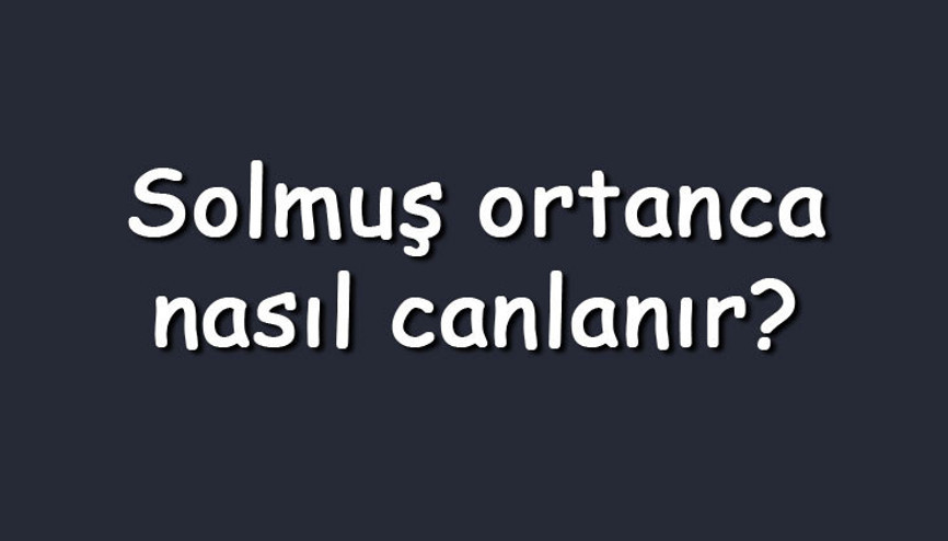 Solmuş ortanca nasıl canlanır Solmuş ortanca çiçeği tekrar açar mı Solmuş ortanca nasıl canlanır Solmuş ortanca çiçeği tekrar açar mı
